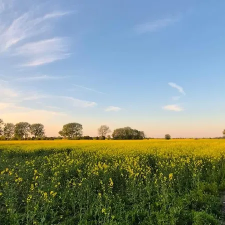 Nyaraló Seeschwalbe